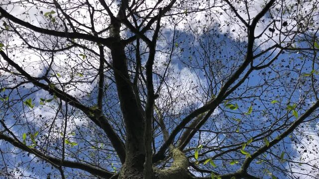 Speath alder (Alnus spaethii) - canopy - April