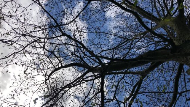 Speath alder (Alnus spaethii) - canopy - April