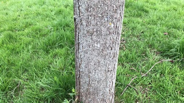 Speath alder (Alnus spaethii) - trunk / bark - April