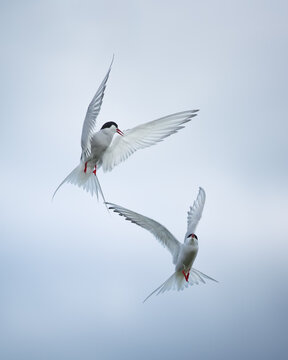 Two elegant terns in aerial courtship dance. Captivating flight display emphasizing bird behavior, nature beauty, and freedom.
