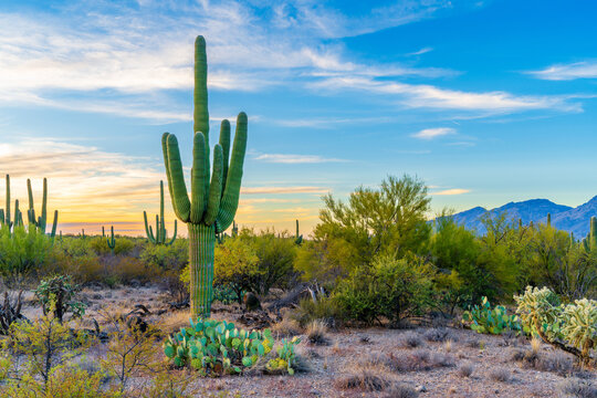 cactus in the desert