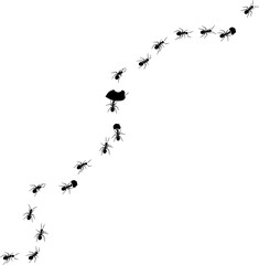 A line of worker ants marching in search of food