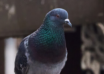 close up of a pigeon