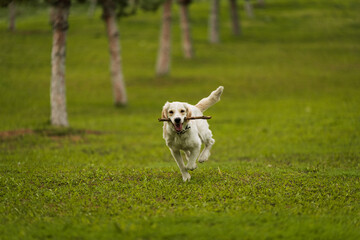 Golden Retriever Playing Fetch in a Green Field