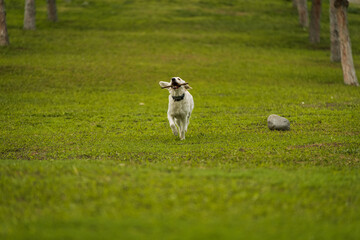 Golden Retriever Playing Fetch in a Green Field