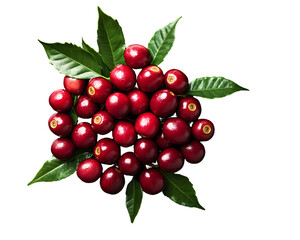Coffee Cherries with Green Leaves Isolated On A White Background, PNG Transparent