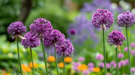 Obraz premium Purple Allium Flowers in a Garden