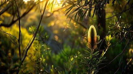 Golden Hour Bloom: A Backlit Banksia in the Australian Bush