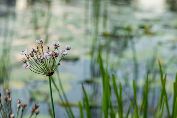 Single white and pink wildflower against a serene wetland background, surrounded by blurred aquatic vegetation.

