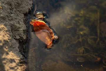 Dry autumn leaf floating on still water near a muddy shore, near small snail shell visible. Calm and serene natural scene. Suitable for nature, seasonal, or environmental themes.  
