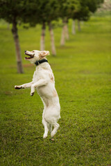 Golden Retriever Playing Fetch in a Green Field