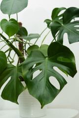 Dark green leaves of monstera or split-leaf philodendron Monstera deliciosa the tropical foliage plant bush popular houseplant isolated on white background © Andriana Hoshko