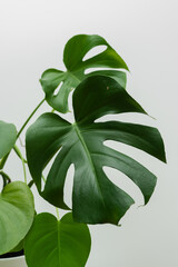 Dark green leaves of monstera or split-leaf philodendron Monstera deliciosa the tropical foliage plant bush popular houseplant isolated on white background © Andriana Hoshko