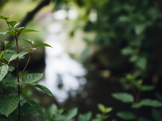 Obraz premium Blurred image featuring a natural background of water and plants, peaceful, environment, leaves