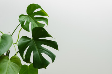Dark green leaves split-leaf philodendron Monstera deliciosa plant bush popular houseplant isolated...