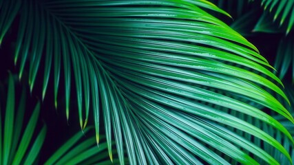 Close up of a vibrant tropical palm leaf texture, background, plant