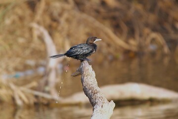 Little cormorant  