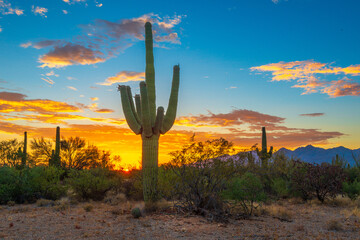 cactus at sunset