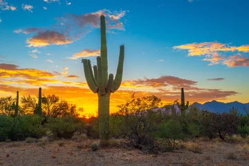  cactus at sunset © Hamdan