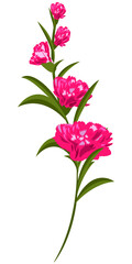 Branch with red carnation flowers, png format
