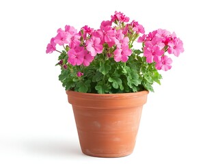 pink geranium plant in a terracotta pot isolated on white background