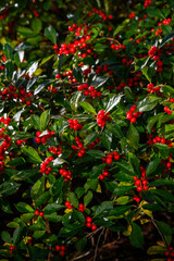 Christmas holiday nature background of green holly leaves and red berries on an Ilex Verticillata Winterberry plant
