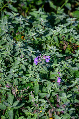 Catmint, Nepeta x Faassenii 'Blue Wonder', plant covered in dew in early morning fall garden, purple blue flowers blooming, as a nature background
