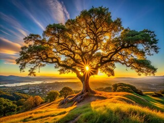 Fototapeta premium Live Oak Tree Hillside San Jose California Photography - Stunning Bay Area Landscape Image