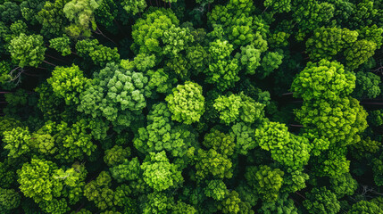 Fototapeta premium close up of broccoli