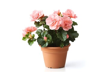 Obraz premium pink begonia plant in a small terracotta pot isolated on white background