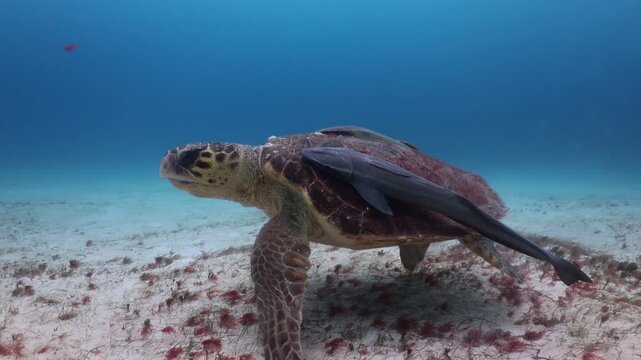 tortuga caguama (caretta caretta) con un par de r&eacute;moras pegadas en su caparaz&oacute;n