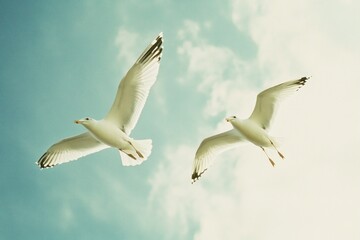 Fototapeta premium Two Seagulls in Flight: A Serene Sky