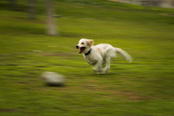 Golden Retriever Playing Fetch in Motion Blur