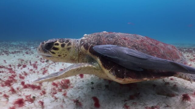 tortuga caguama (caretta caretta) con un par de r&eacute;moras pegadas en su caparaz&oacute;n