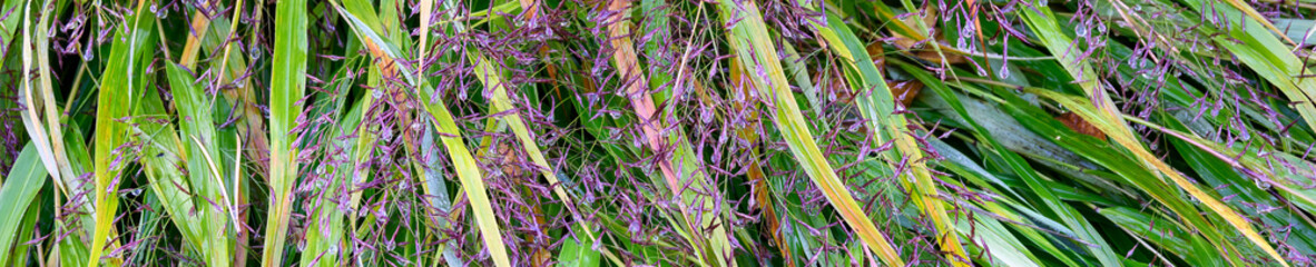 Japanese Forest Grass, Hakonechloa Macra, ornamental grass in a fall garden after a rain, wet fluffy purple seed heads and green grass, as a nature background
