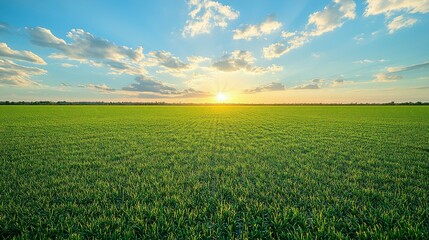 Breathtaking sunrise over a lush paddy field, with soft bokeh effects creating a tranquil atmosphere, showcasing the beauty of farming and nature at dawn.