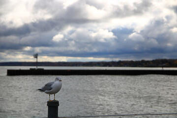 Closeup Of A Herring Gull Perched On The Railing Of A Pier