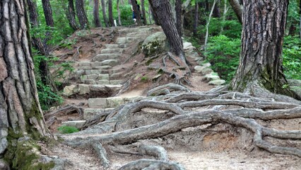 자연의 모습 - 나무 뿌리