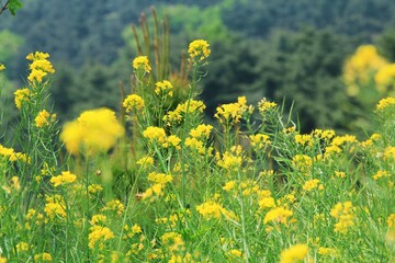 봄 품경 - 노랗게 핀 유채꽃