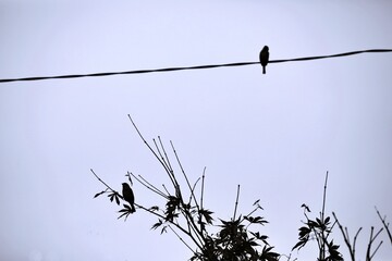 풍경, 전기줄과 새
