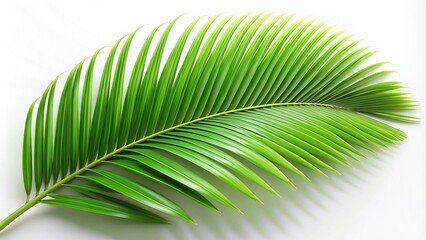 Obraz premium Lush Green Coconut Leaf on White Background: 3D Rendered Photography Art