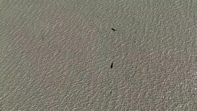 aerial drone shot of nervous sharks, Carcharhinus cautus, swimming and hunting in shallow water close to the beach of eagle bluff along the coast of shark bay, Francois Peron national park, Australia.