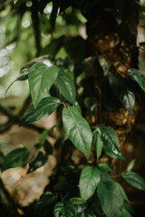 leaves in the rain