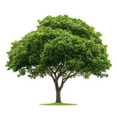 Fototapeta premium Lush green tree with a broad canopy