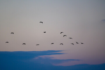 12月の早朝、夜明けとともにカモメが飛び交う。兵庫県西宮市の香櫨園浜で撮影