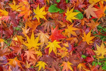 前日の雨にしっとりと濡れたカラフルなモミジの落ち葉