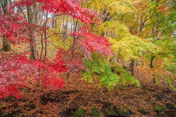 前日の雨にしっとりと濡れたカラフルなモミジの紅葉情景