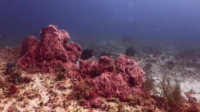 escuela de peces &aacute;ngeles grises aliment&aacute;ndose de esponjas de barril gigante