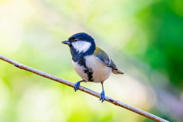 枝にとまるシジュウカラ