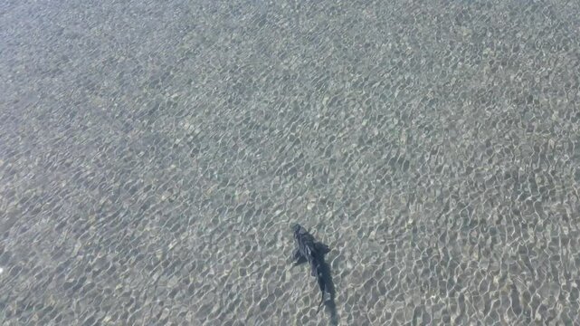 Tibur&oacute;n toro nadando en bah&iacute;a